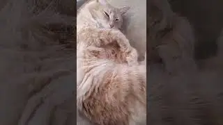 Рыжий , Рыжий Полосатый .