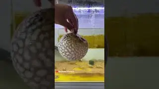 Fuffer fish 