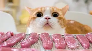给猫自制鸭胸肉干，猫：我就吃亿口，就亿口！｜花花与三猫 Cat Live