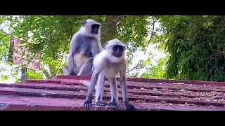 The Hilarious Antics of Monkeys Caught on Camera