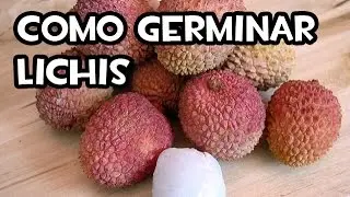 How to Germinate Lychees | Experiment