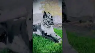 Cute 🖤🤍 Black and white dog attitude 😈 status #viral #trending #shortsvideo #shorts