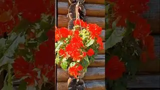 САД! Сентябрь! Заметки Садовода!🌺#сад #садовод #дача #советы #интересно #ок #блогер #цветы #мойсад
