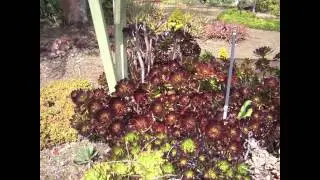 Stone Valley School Garden.m4v