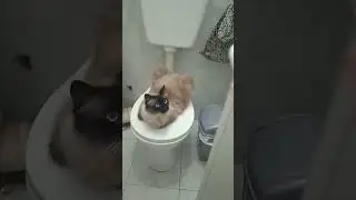 кот на унитазе