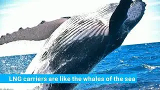 Small vs Big LNG carriers: sardines and whales #LNG