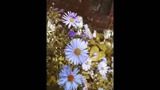 Цветочки 🌺🌺🌺🌺