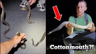 This Snake Bit Him..is it Venomous? Catching EVERY Snake in the Everglades!