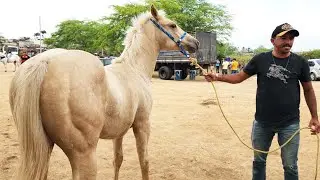 FEIRA DE CAVALOS EM ALTINHO-PE  24-08-2024 #nordeste