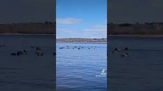 #canada