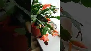 Цветёт ли Декабрист 1 раз в год? 🌺Flowers.