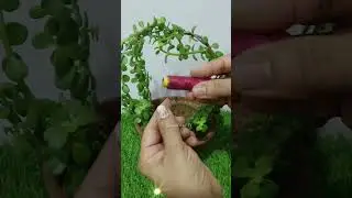 Swing Jade Topiary/ #jade #jadeplant #topiary #hildacrafty #diy #diyshorts #gardendecor