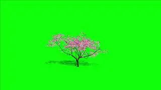 Tree green screen video, Green screen tree, tree green screen effect kinemaster, P-31