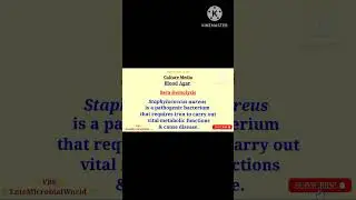 Beta Hemolysis 