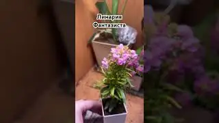 #растения