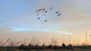Охота на гуся открытие Псков\Охота на гуся с чемпионом России по игре на духовом манке