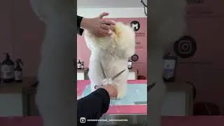 This is the hairiest Bichon I have ever scissored 😅 #doggrooming@MelanieNewmanSalonEssentials