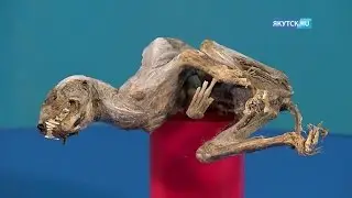Появилось первое видео находки мумии соболя в Удачном