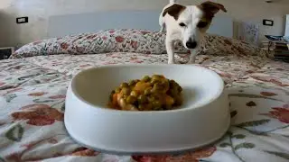 jack russell eats her meal | GoPro