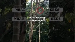 wildlife photography | iphone x vs camera 