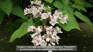 Берестейская соната - читает автор Алла Даниленко