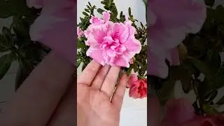 Рододендрон в  #сфагнумфускум  #sphagnum_eco #plants #garden #рододендрон #rhododendron  #flowers