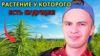 Почему Это Растение Может Спасти Мир