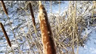 Выращивание вешенки на камышах эксперемент.