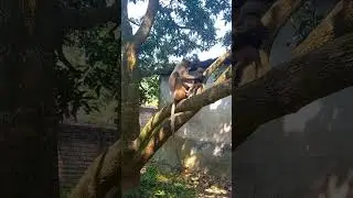 NEWBORN BABY LANGUR MONKEY #langurmonkey