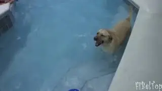 прикольное видео про животных