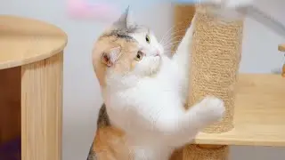 Is plush ball the most difficult toy for cats to refuse?🐱🤣| SD猫の夢島💗