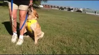 Ellie the Heeler/ Bulldog Mix