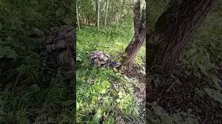 Охота на грибы