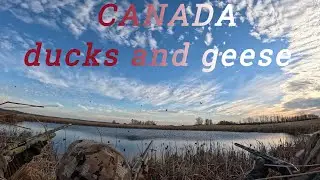 Combo Duck and Goose Hunts in Canada