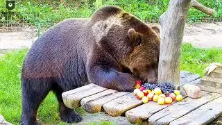 Вкусный ужин Мансурки 🐻🍎/Bear Mansur