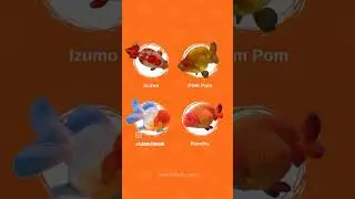 انواع نژادهای ماهی گلدفیش Types of goldfish