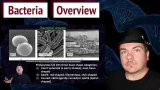 Bacteria Overview
