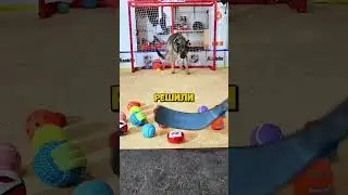 Самый Умный Полицейский ПЁС!😎 