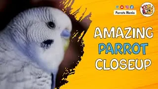 Amazing Parrot Video