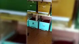 Сколько семей погибло в зимовнике? Проверяем как зимуют пчёлы.