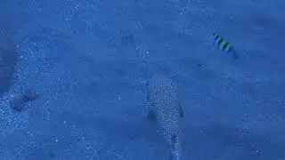 Coral Snorkeling. St Vincent and the Grenadines 🇻🇨 