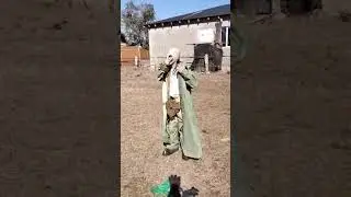 ЧТО ЗА ЛЬВЫ ЭТИ ТИГРЫ