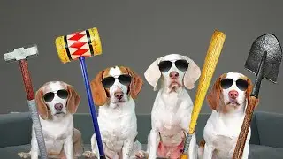 World's Cutest Assassins: Funny Dogs Maymo, Potpie, Indie & Penny Fight Scene Compilation