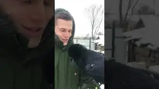 Ворон мой товарищ )))