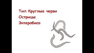 Тип Круглые черви. Острица. Энтеробиоз.