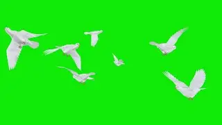 Flock of 7 White Doves Flying Over Green Screen Transition 4K