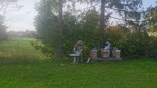 Relaxing day with bees in garden