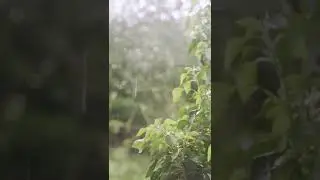 FREE STOCK VIDEO 2022 Rain Footage