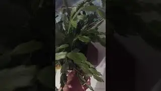 Декабрист неге гүлдемейді? қалай  гүлдетеміз?