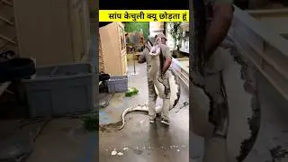 सांप केचुली क्यों छोड़ता है #shorts #short #shortsvideo #shortvideo #shortsfeed #snake